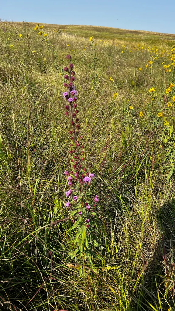 Liatris Ligulistylis