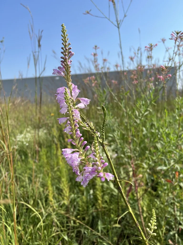 Physostegia Virginiana