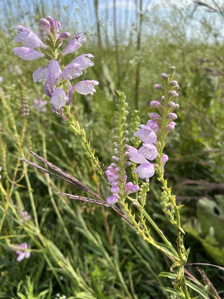 Physostegia Virginiana
