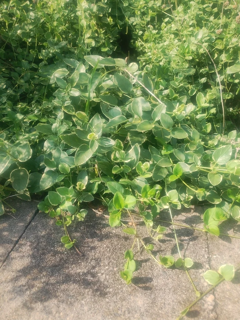 Vinca major