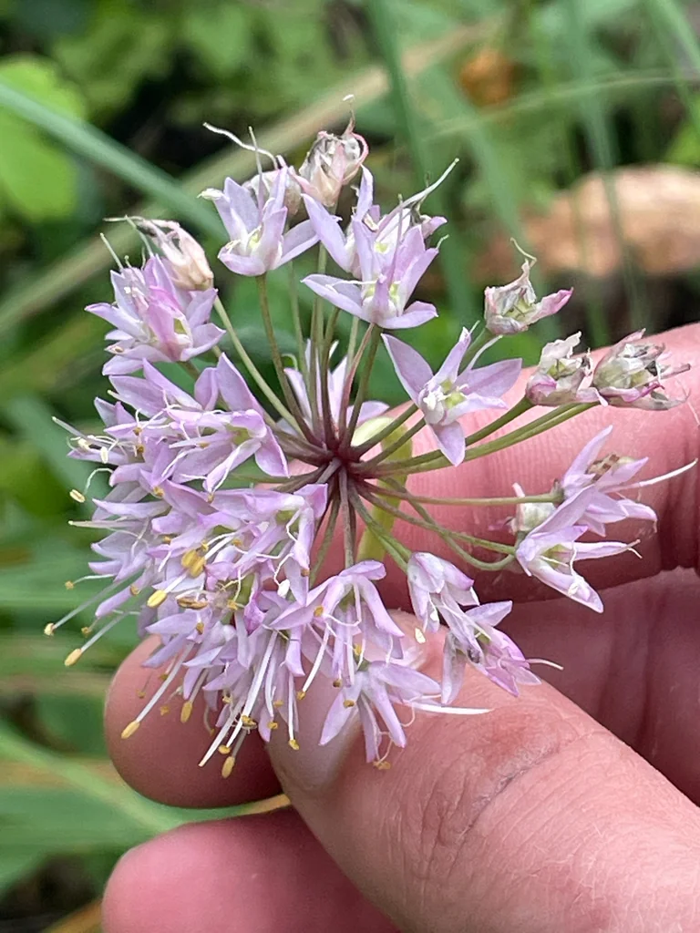 Allium Cernuum