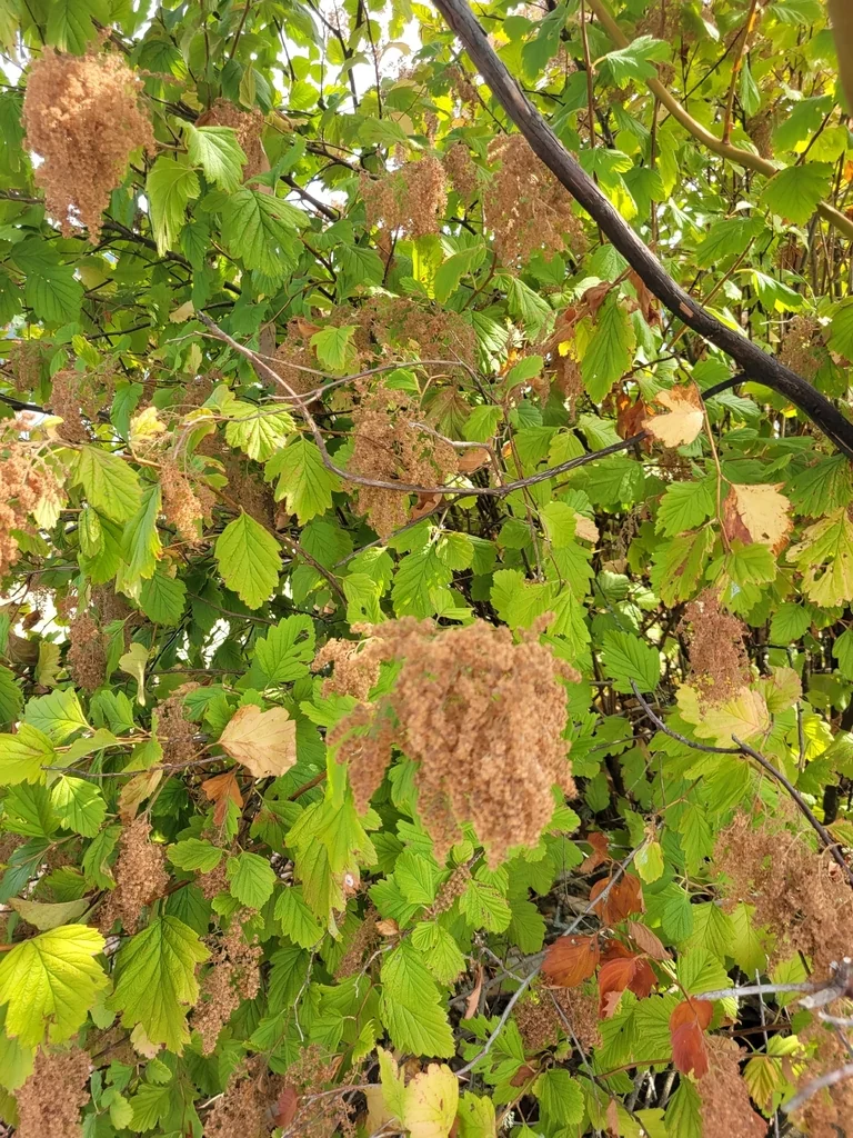 Holodiscus Discolor