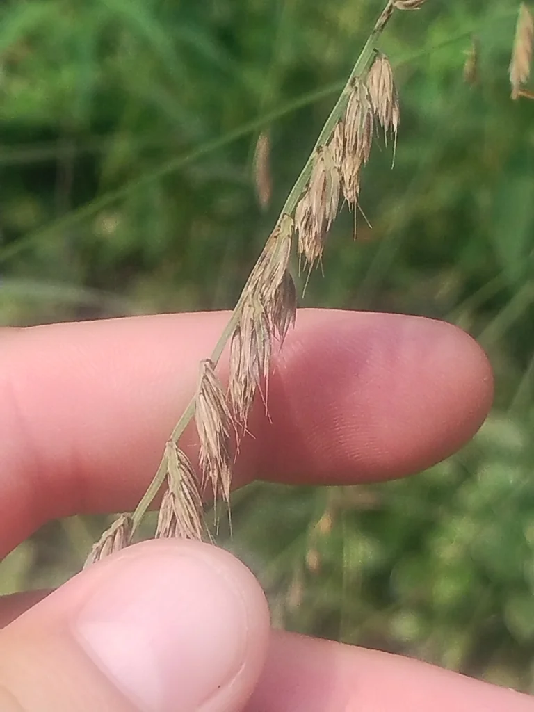 Bouteloua Curtipendula