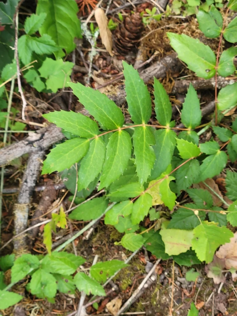 Berberis Nervosa