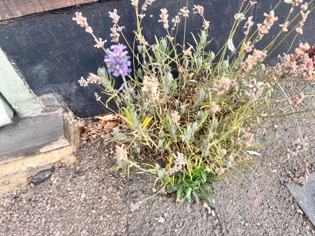 Lavandula angustifolia