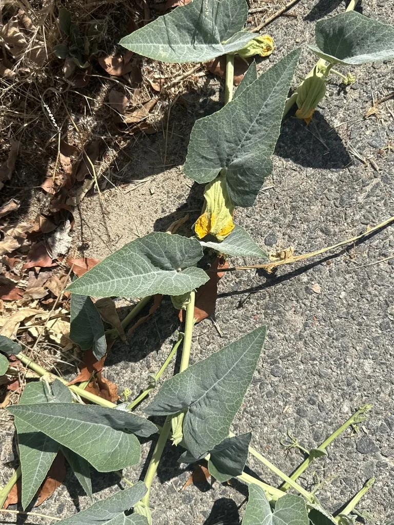 Cucurbita Foetidissima