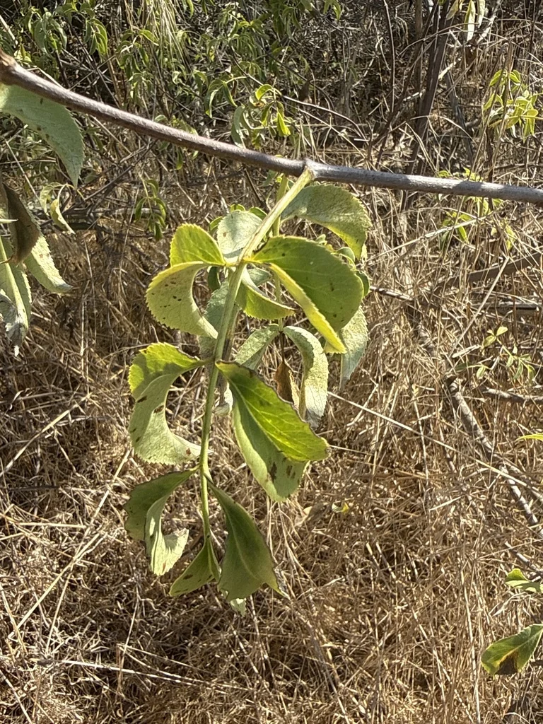 Sambucus Mexicana