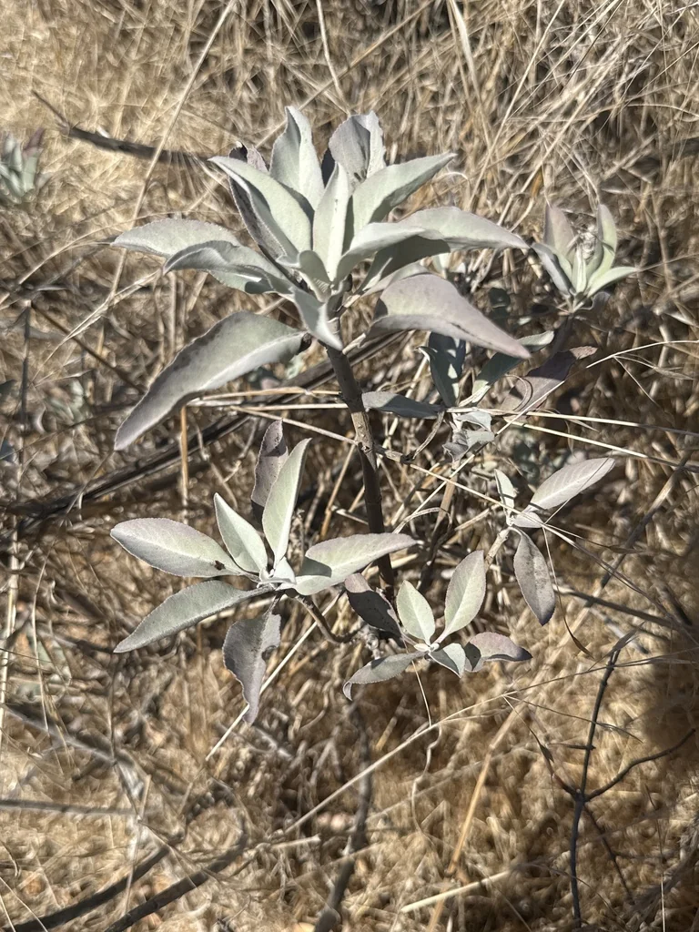 Salvia Apiana