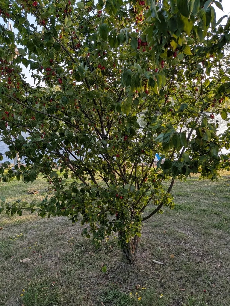 Cornus Mas