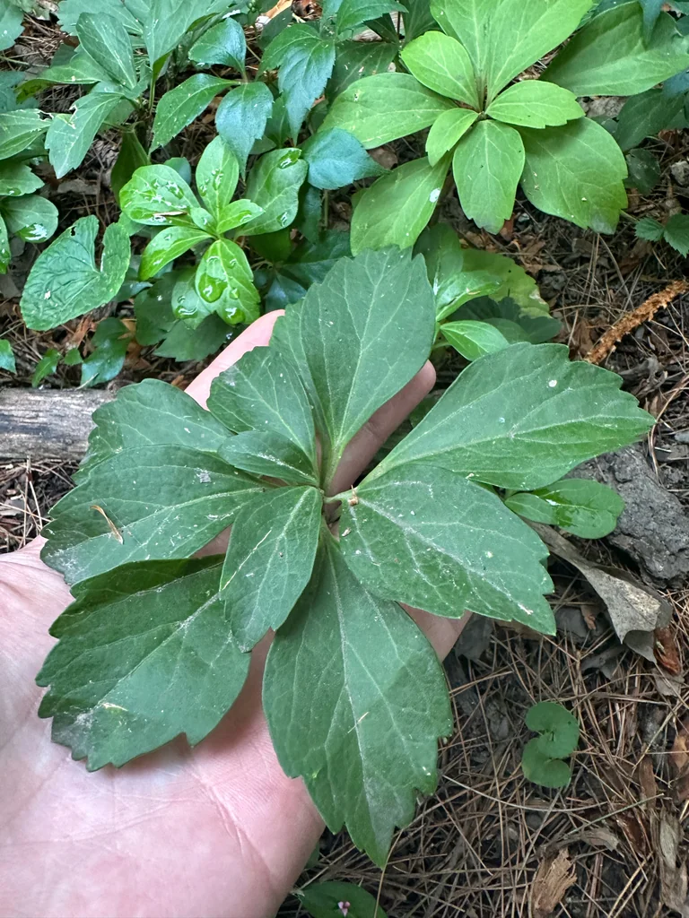 Pachysandra Terminalis