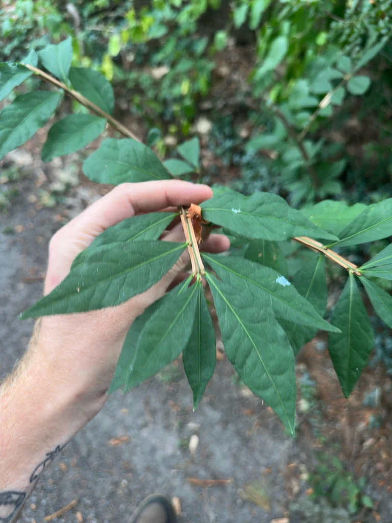 Euonymus Alatus