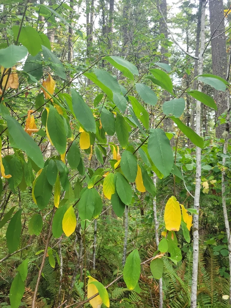 Oemleria Cerasiformis