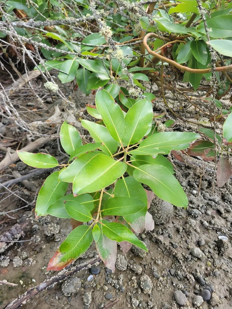 Arbutus Menziesii