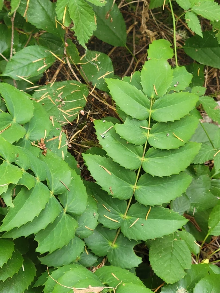 Berberis Nervosa