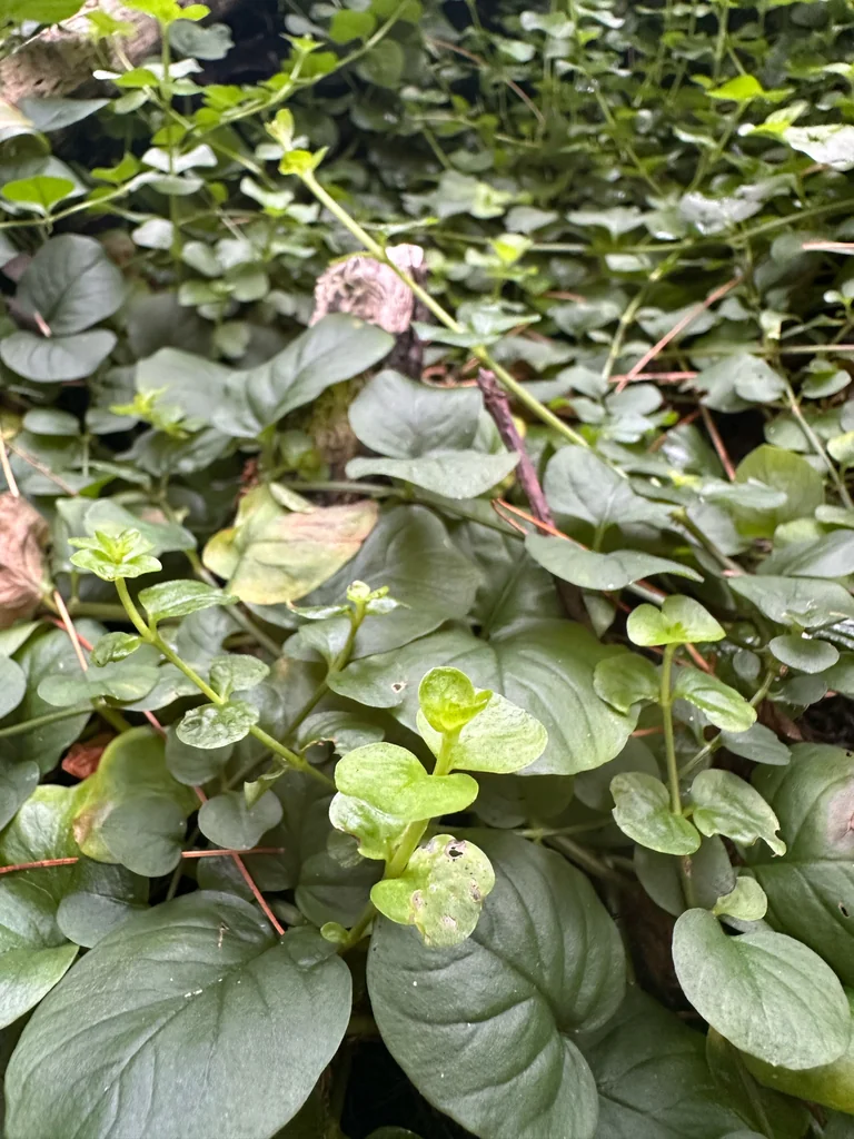 Lysimachia Nummularia
