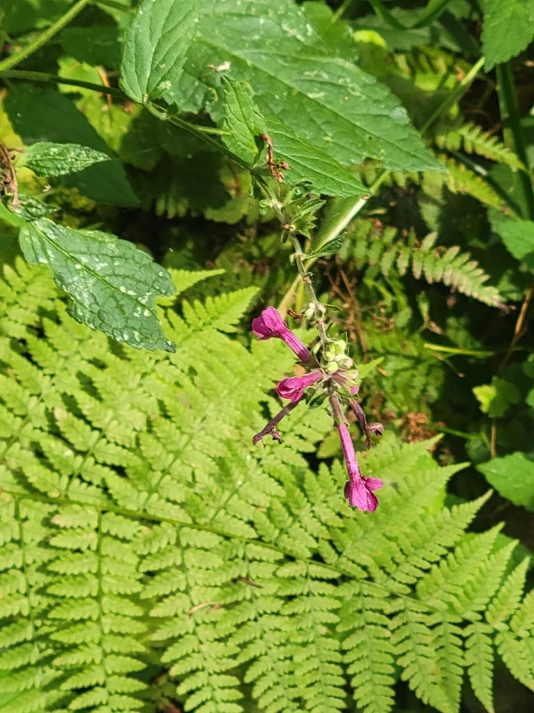 Stachys chamissonis