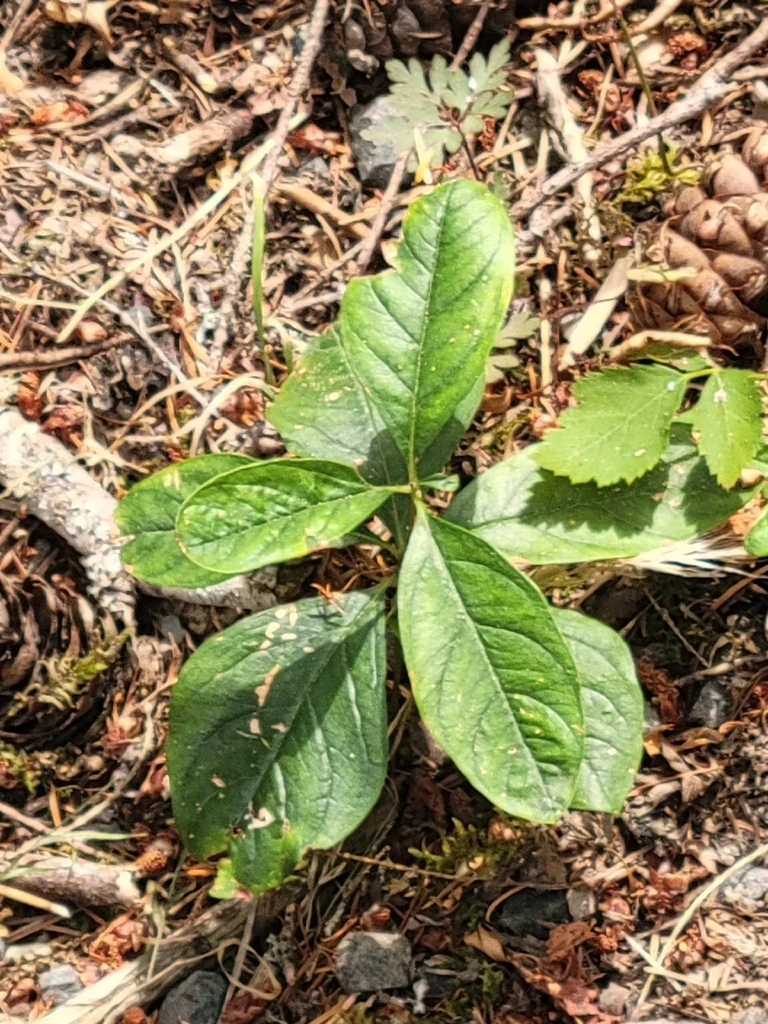 Trientalis Latifolia