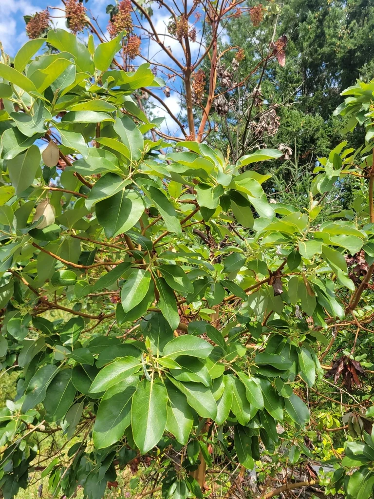 Arbutus Menziesii