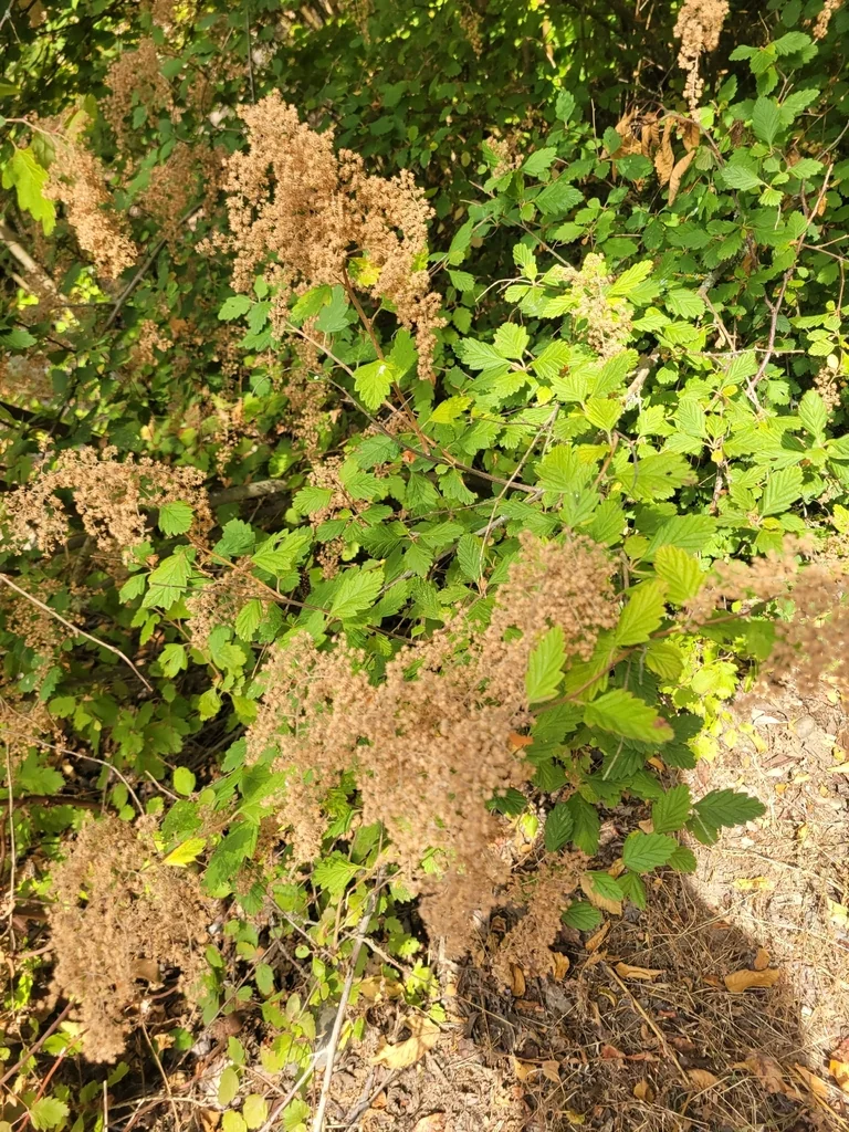 Holodiscus Discolor