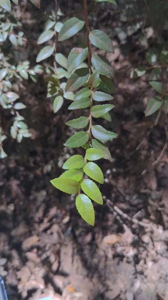 Vaccinium Ovatum