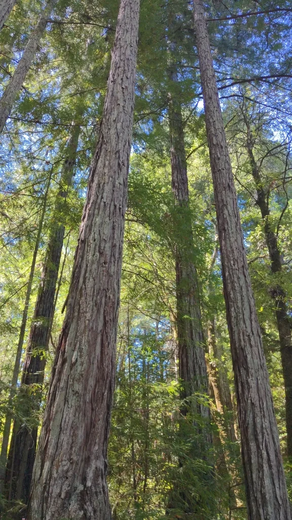 Sequoia sempervirens