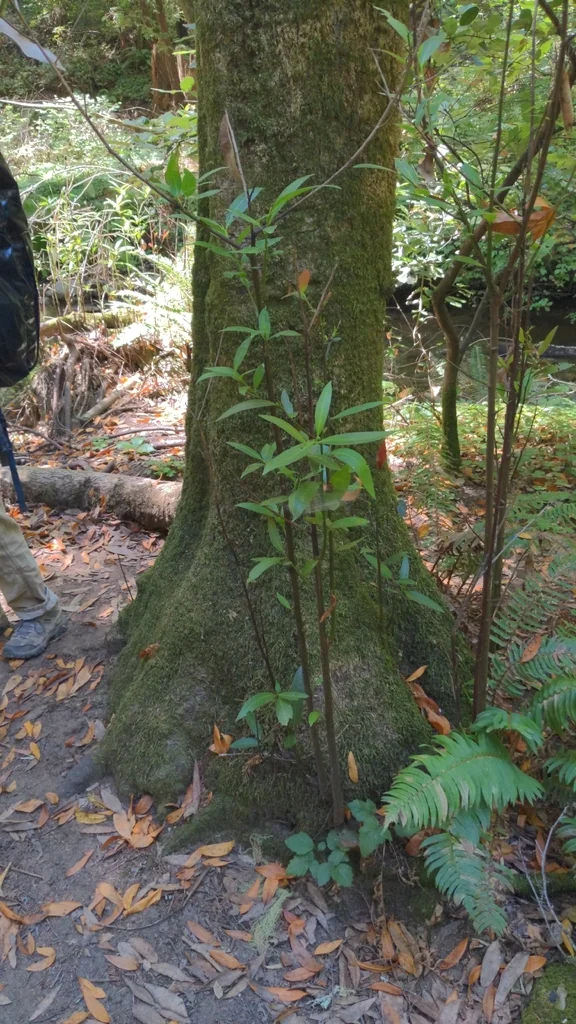 Umbellularia Californica