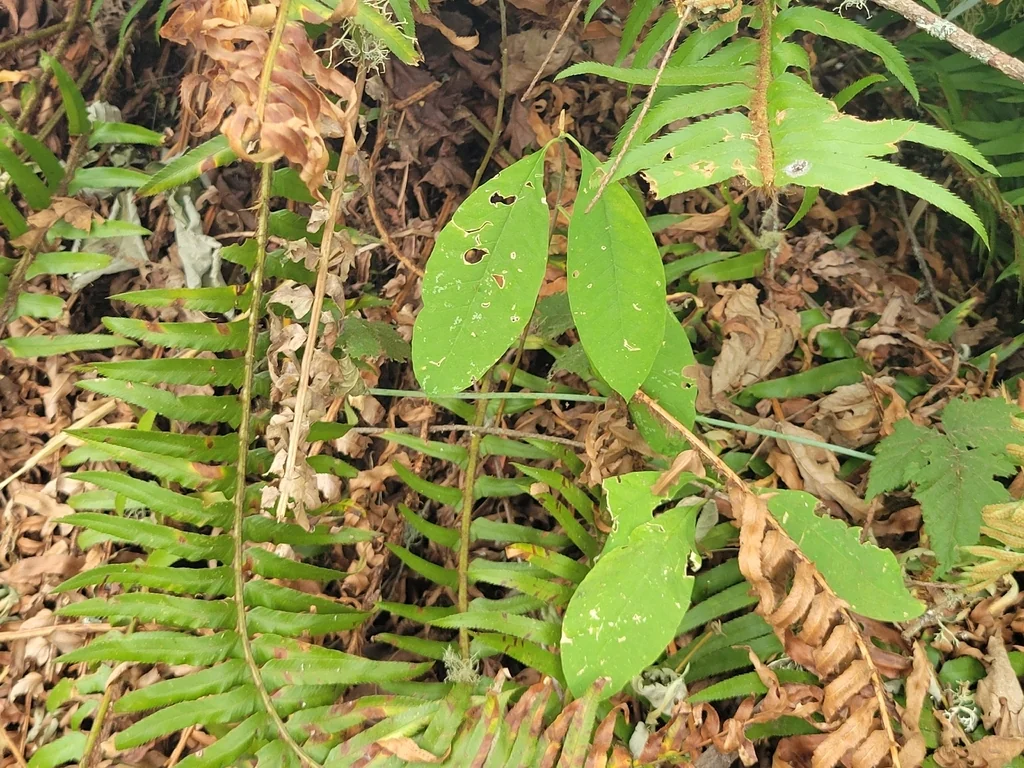 Oemleria Cerasiformis