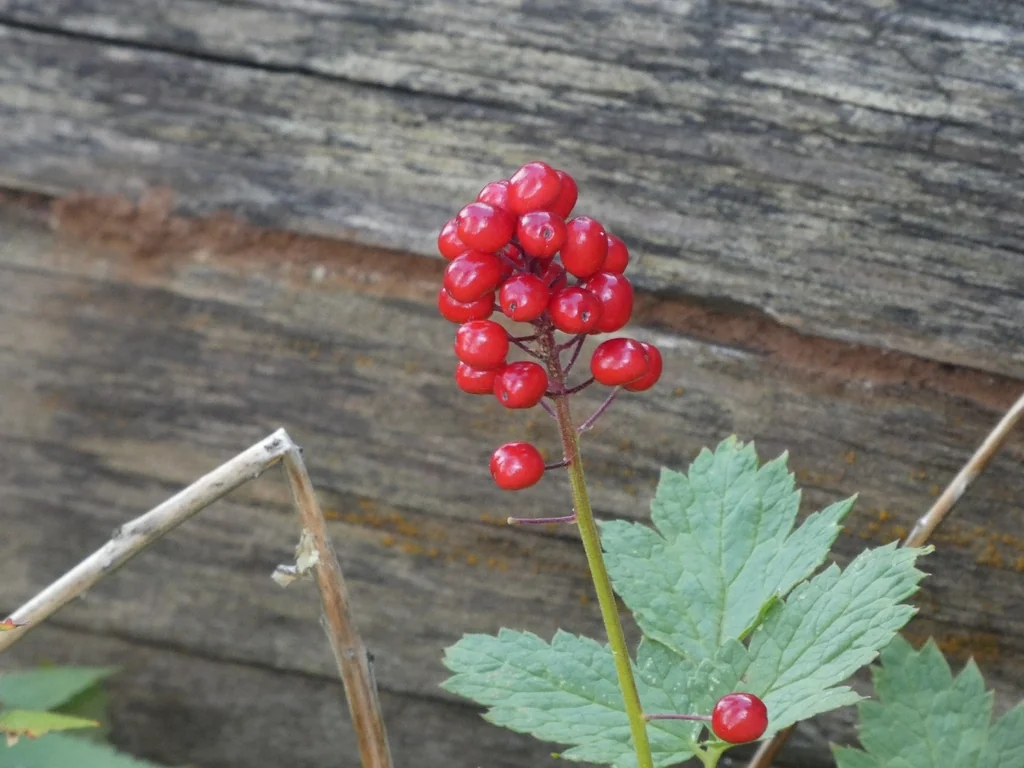 Actaea Rubra