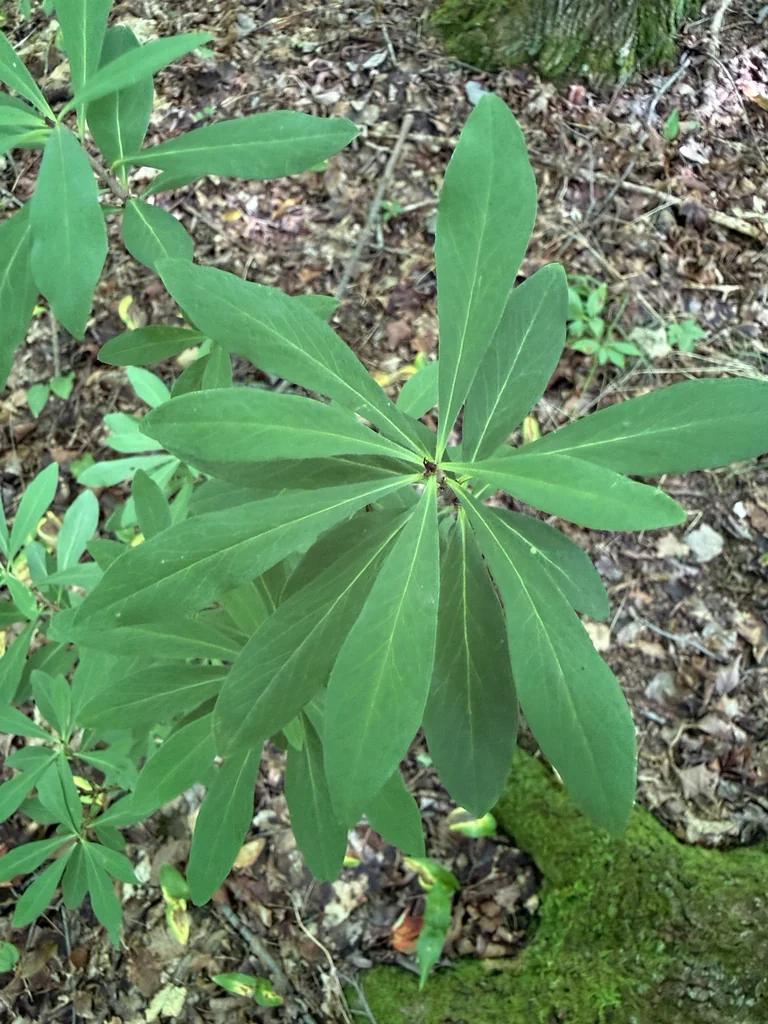 Daphne Mezereum