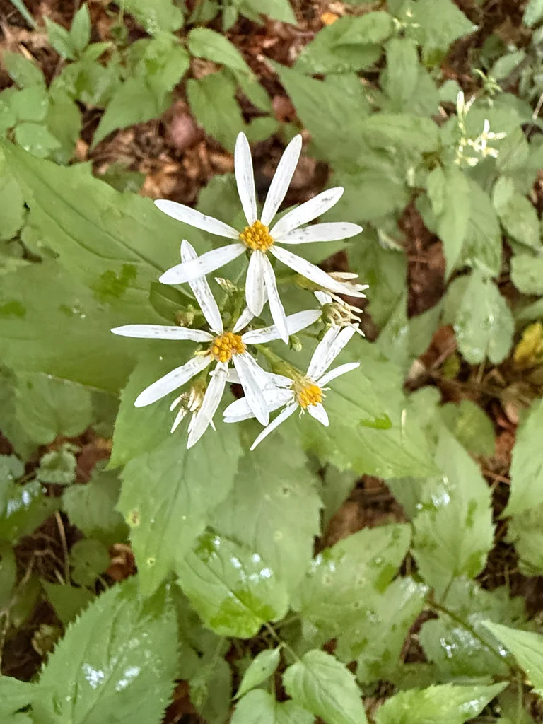 Eurybia divaricata