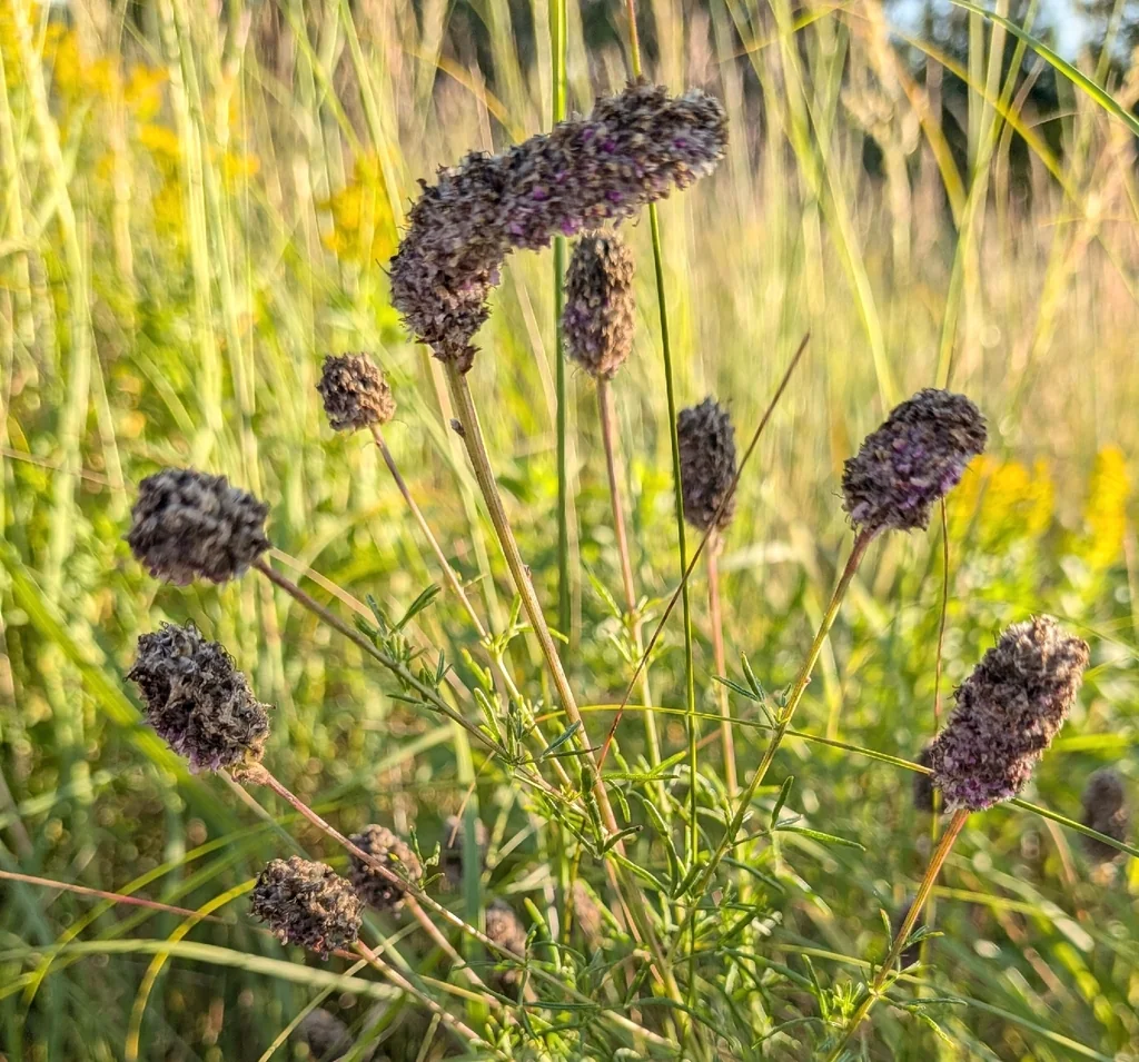 Dalea Purpurea