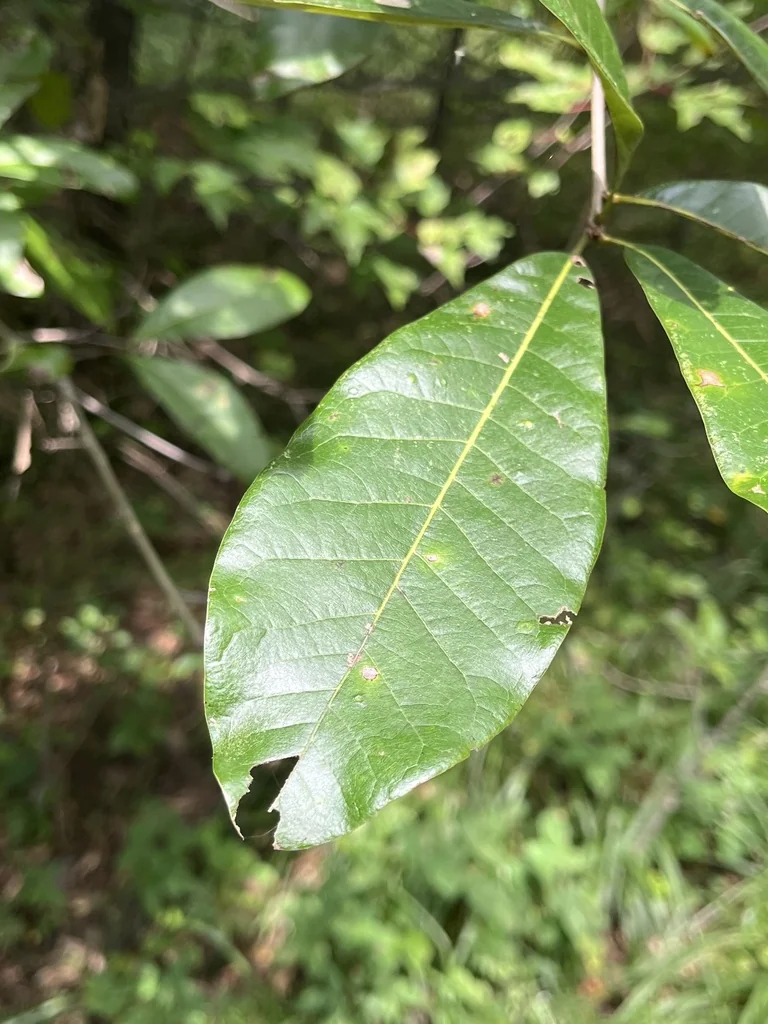 Quercus Imbricaria