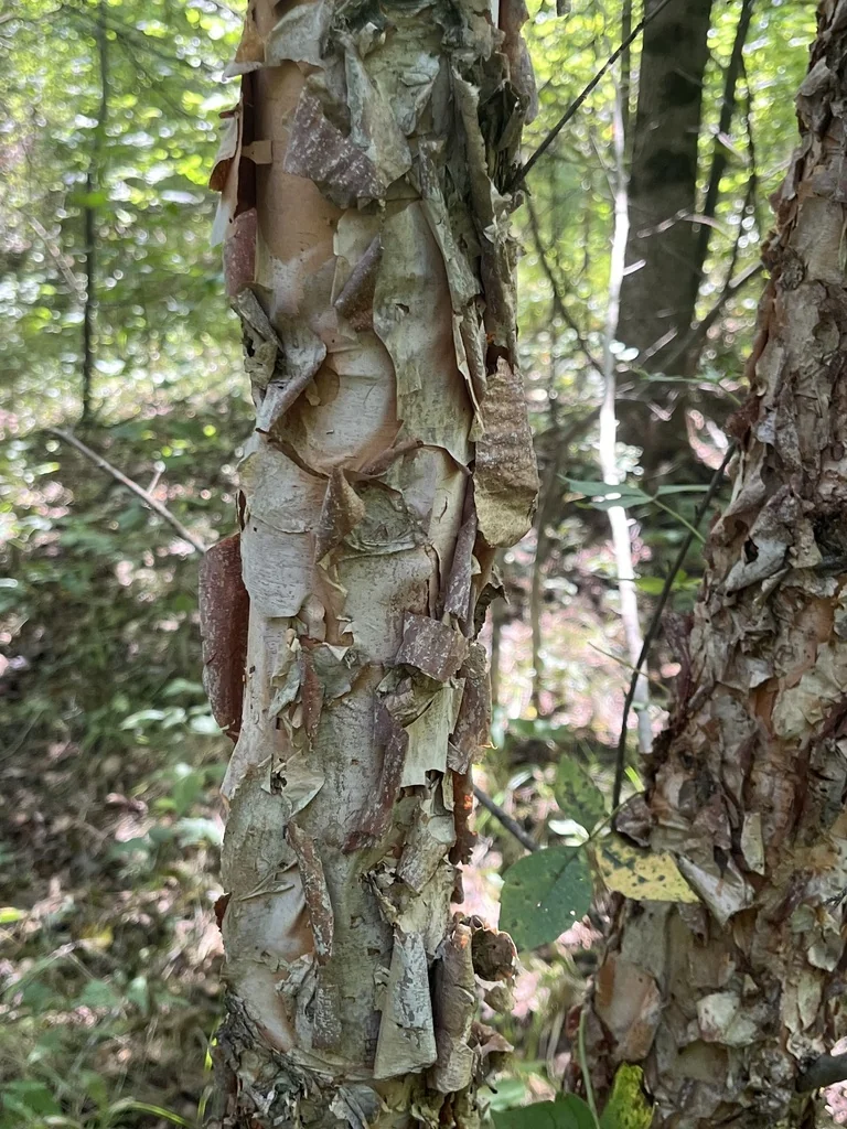 Betula Nigra