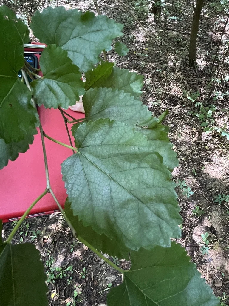 Morus Alba