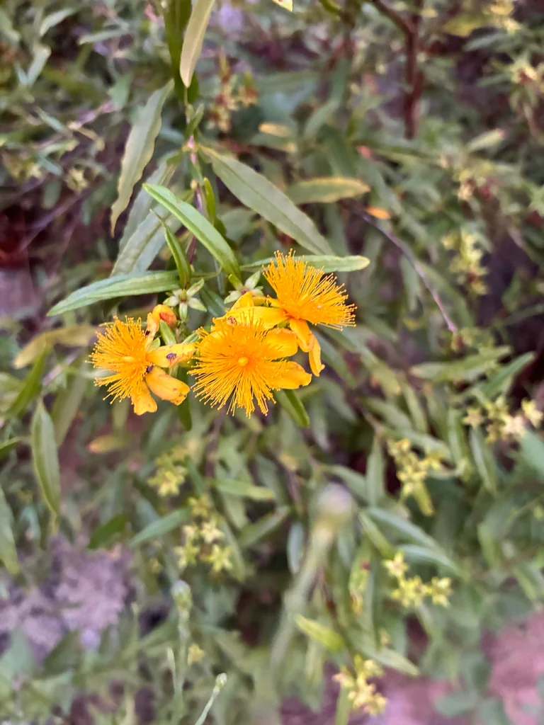 Hypericum Prolificum