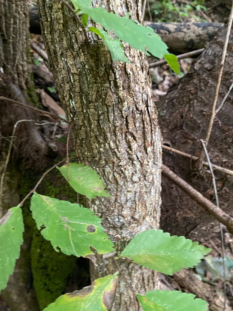 Ulmus Americana