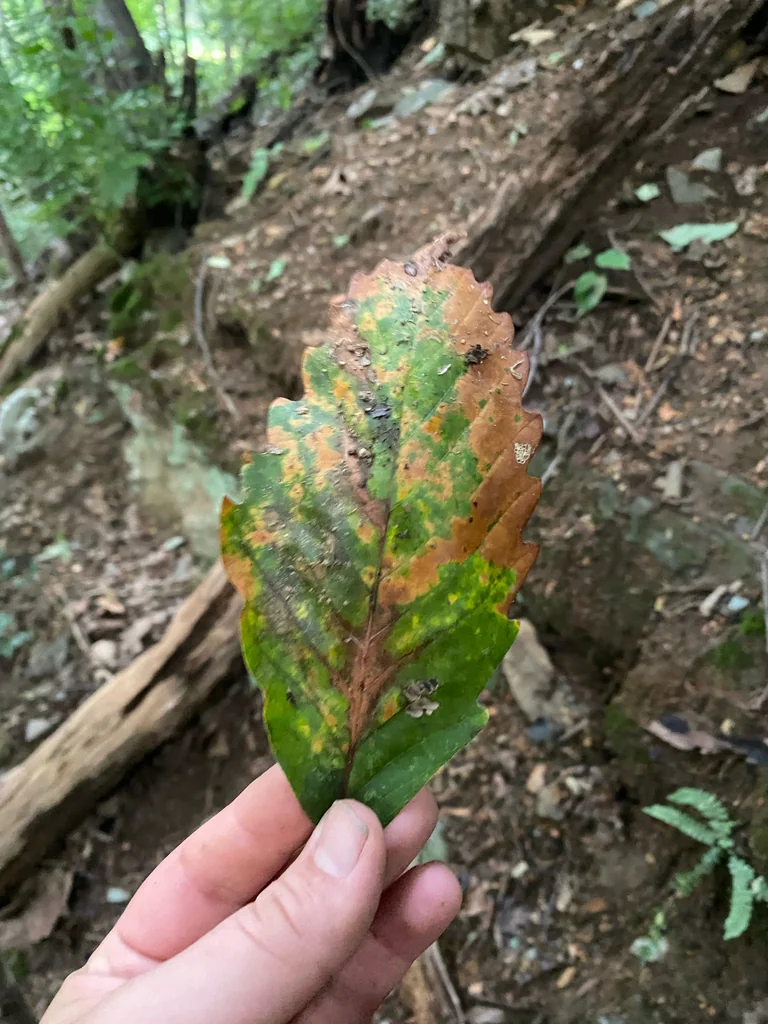 Quercus Montana