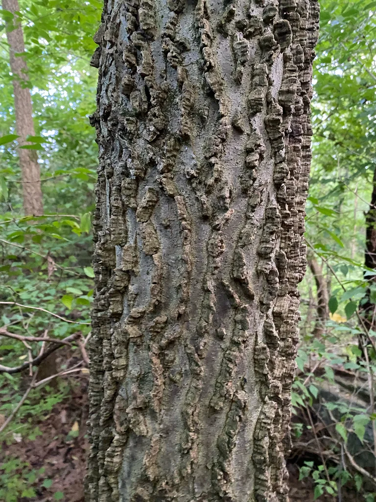 Celtis Occidentalis
