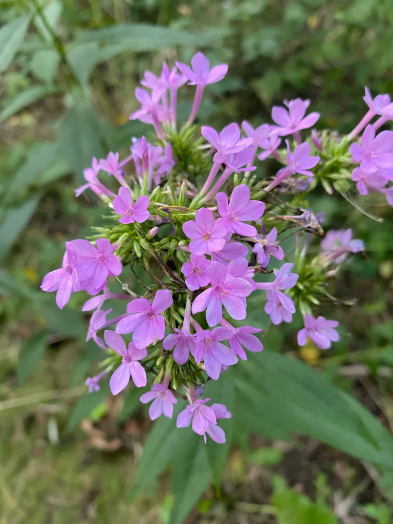 Phlox paniculata