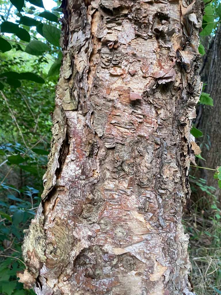 Betula Nigra
