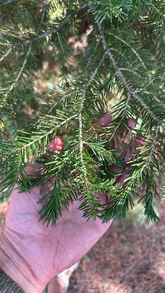 Abies Lasiocarpa