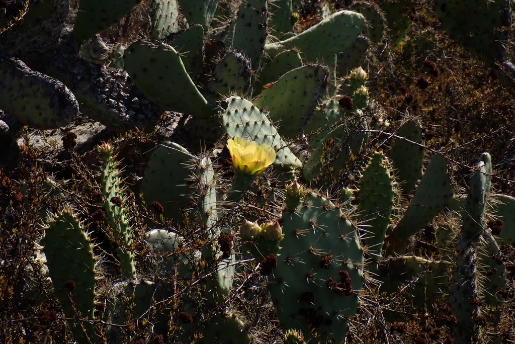 Opuntia littoralis