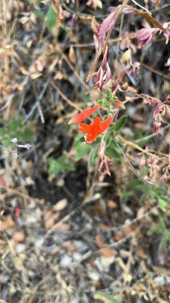 Zauschneria Californica
