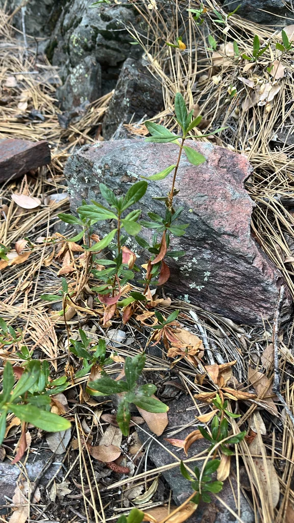 Diplacus Grandiflorus