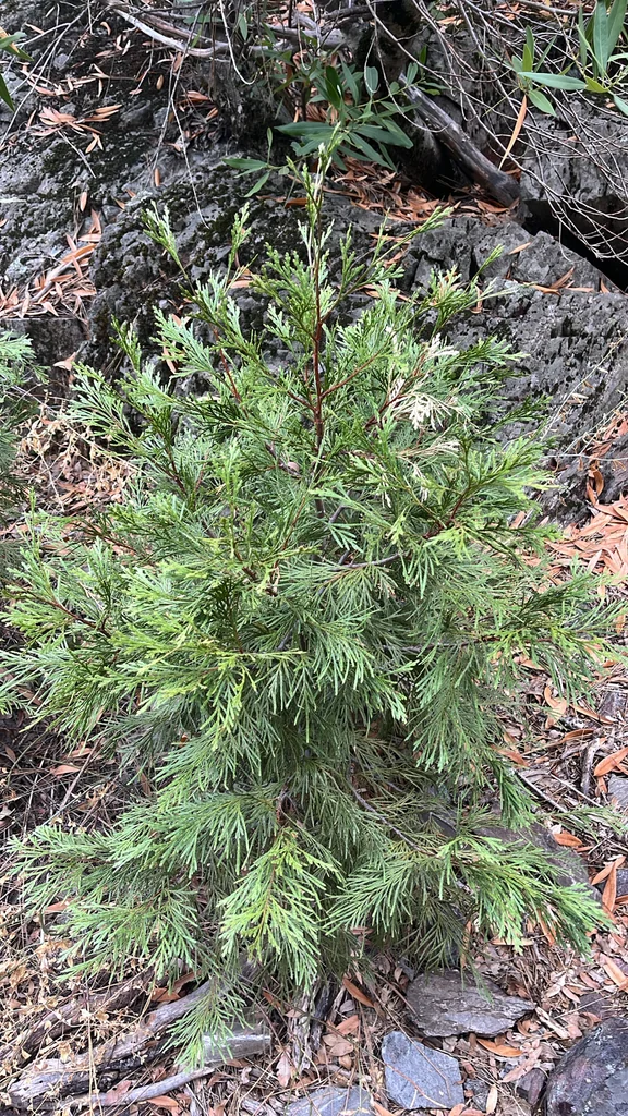 Calocedrus Decurrens