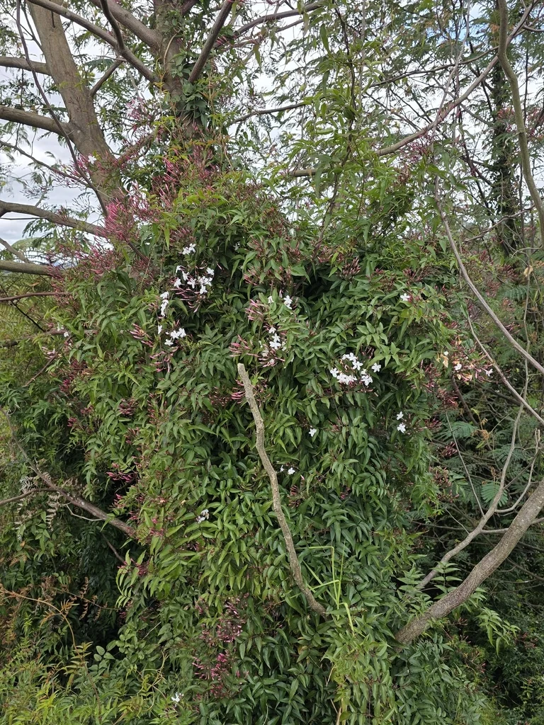 Jasminum Polyanthum