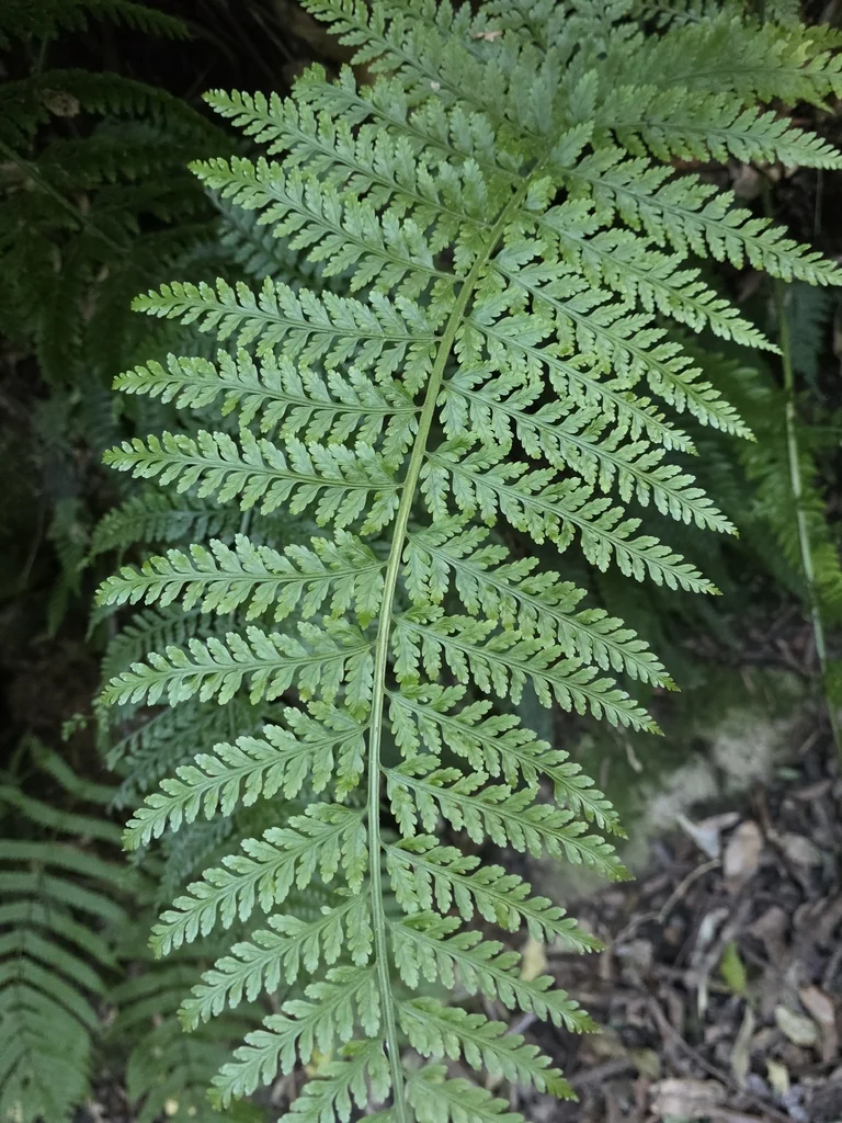 Asplenium Bulbiferum