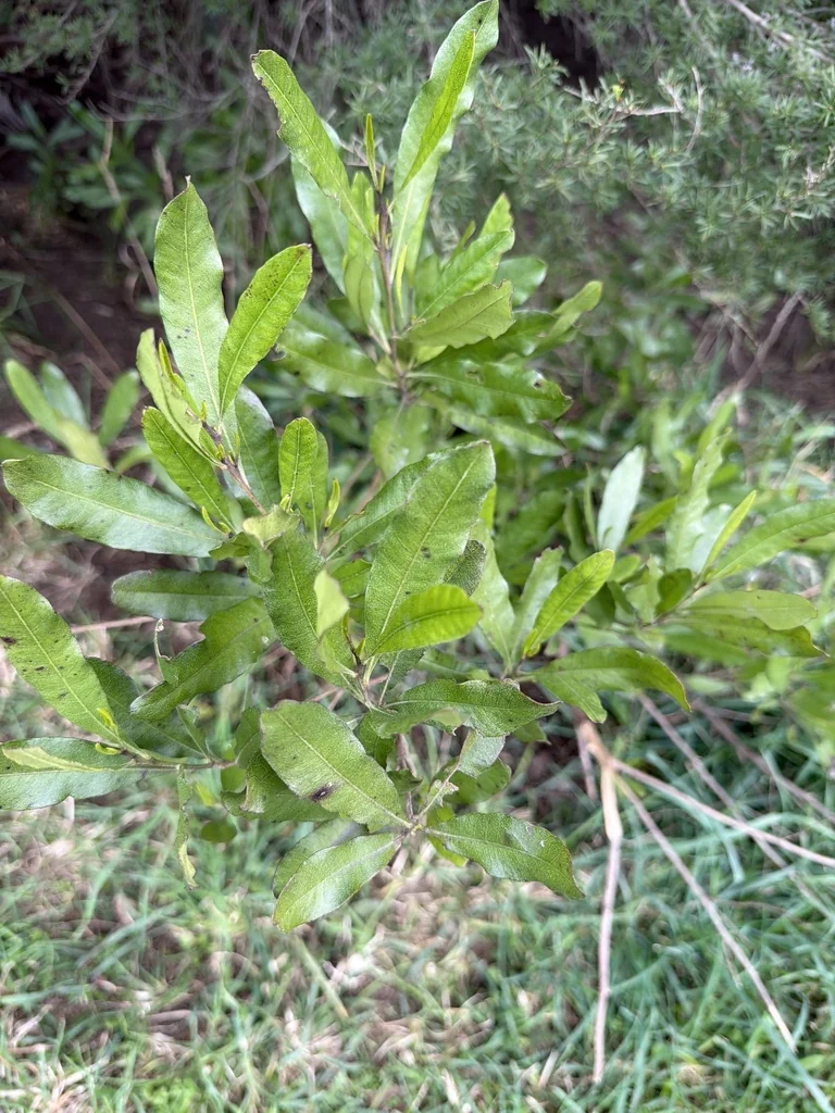 Dodonaea Viscosa