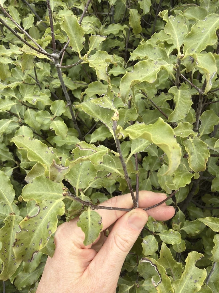 Pittosporum Tenuifolium