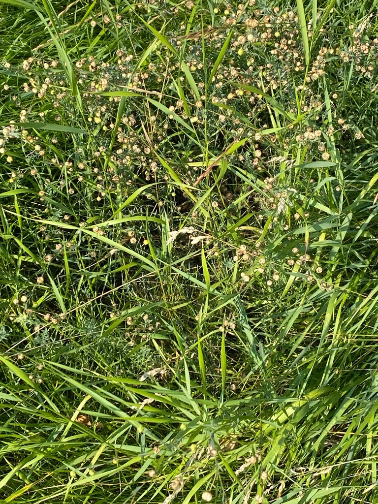 Linum Lewisii